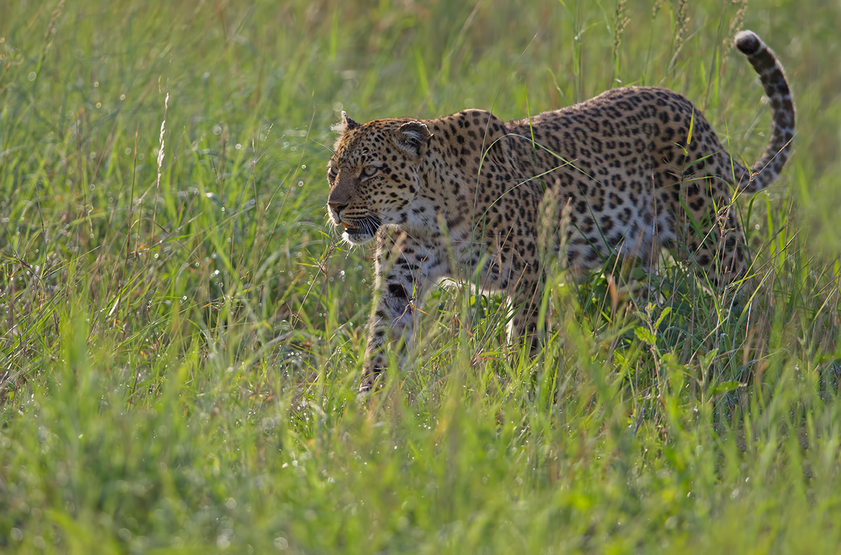 Hwange Leopardess