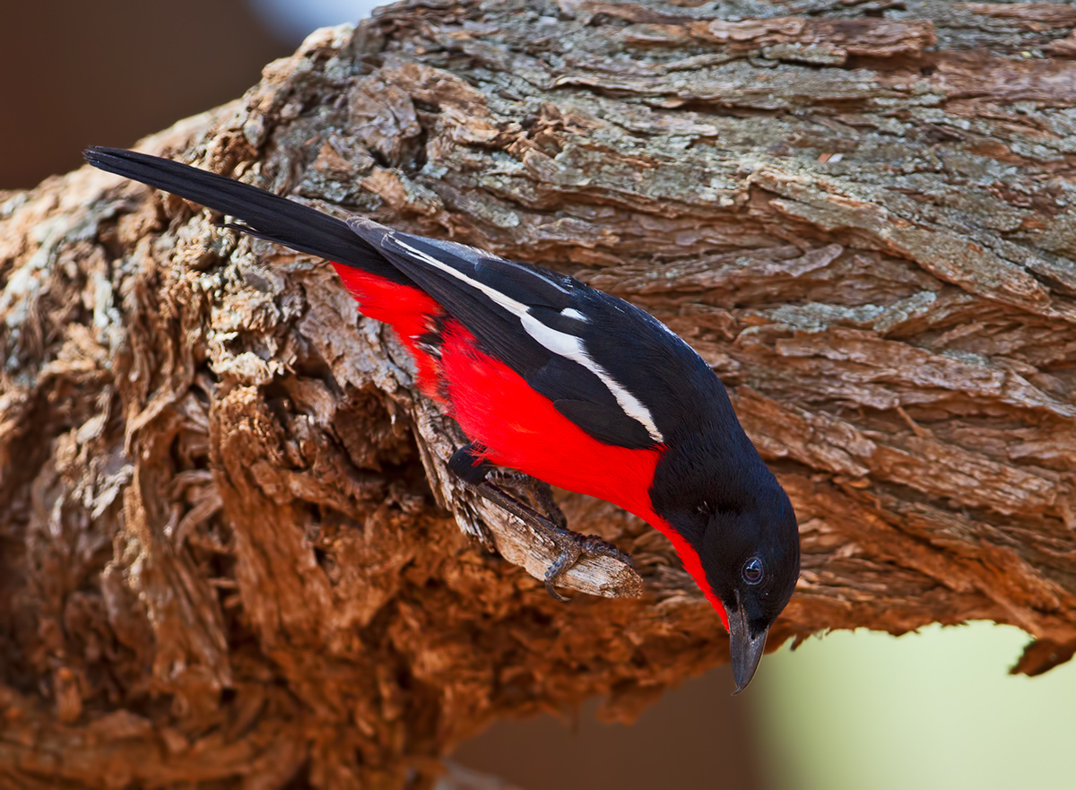 Crimson Breasted Shrile