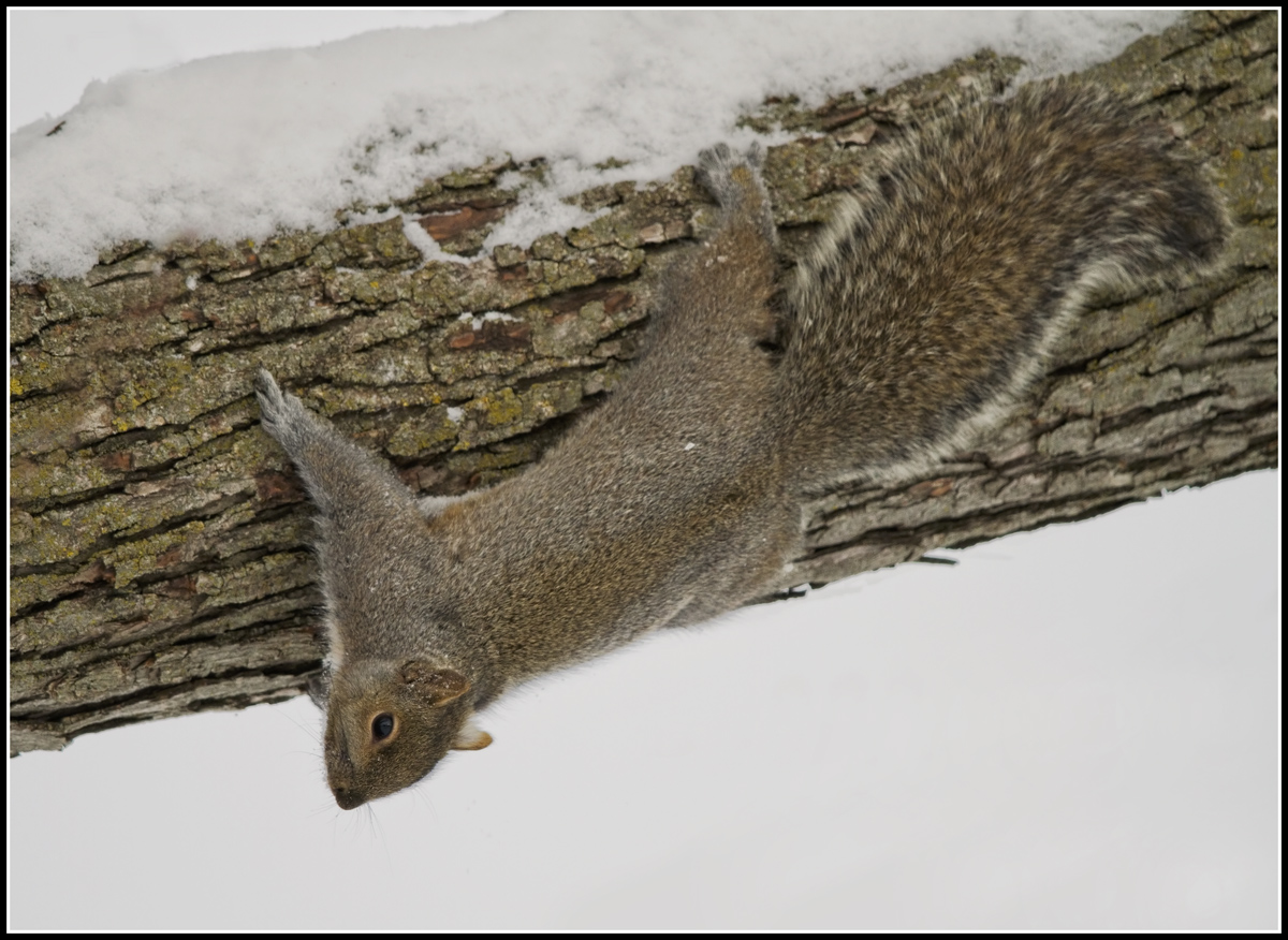 Out on a Limb