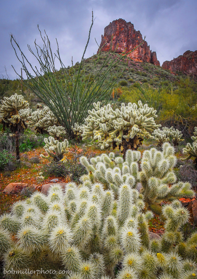 Hewett Canyon Cholla