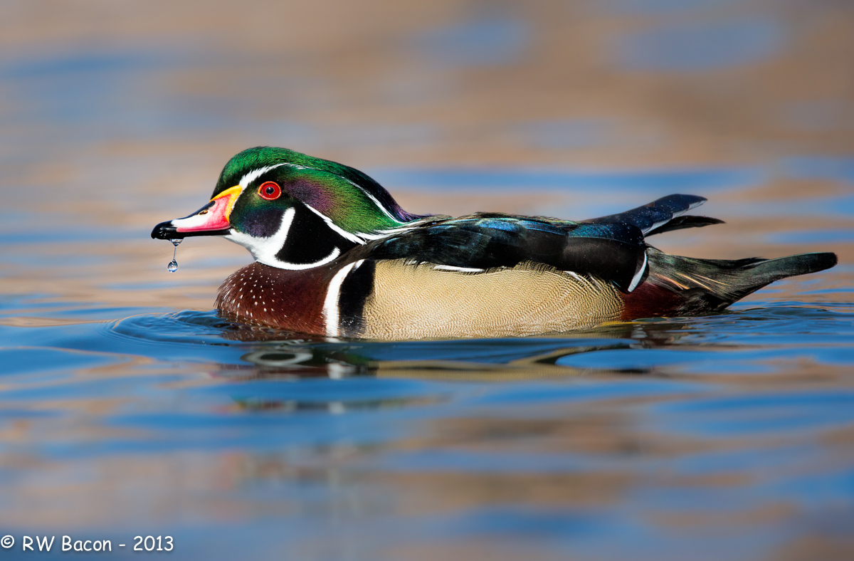 Wood Duck 