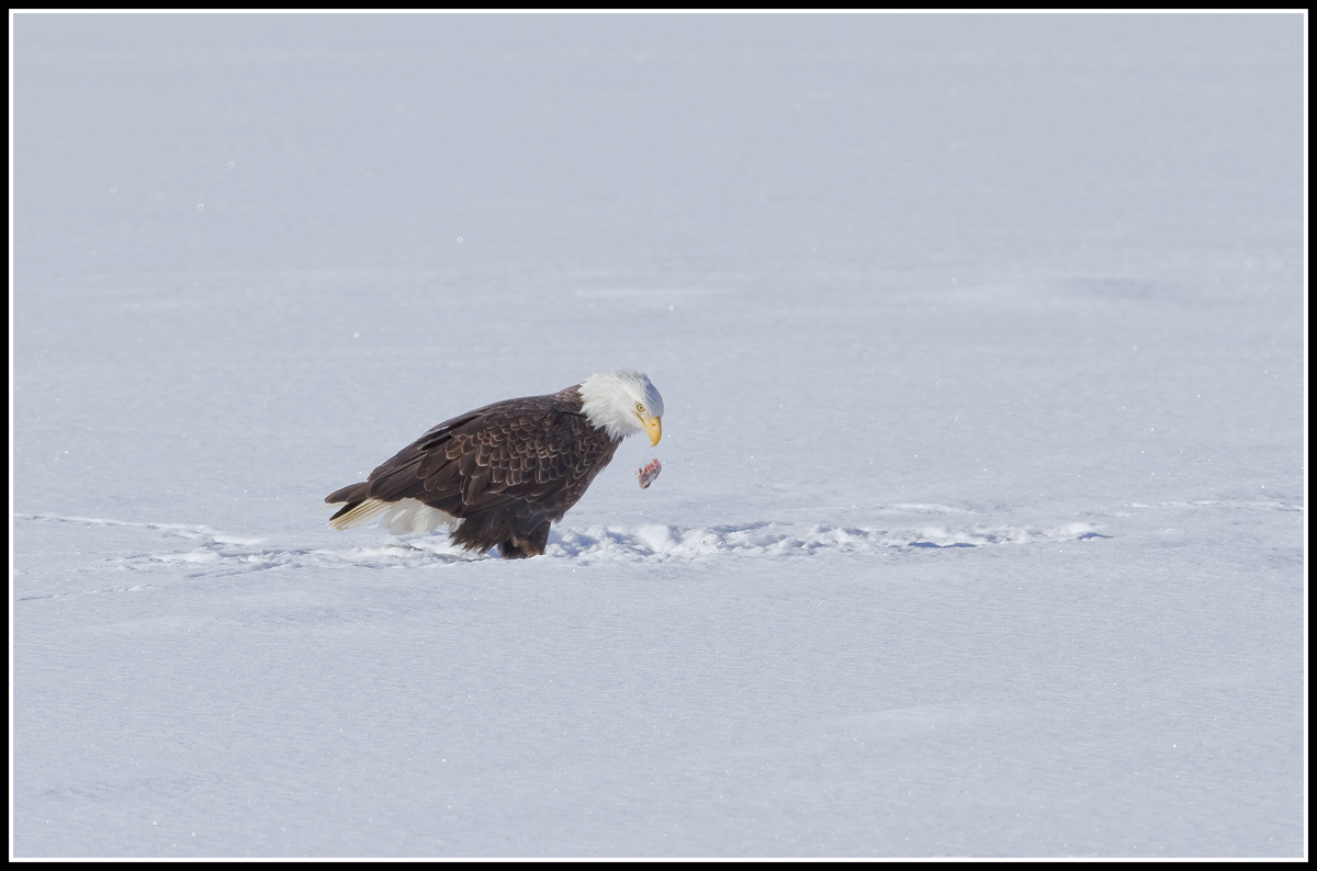Snow Eagle