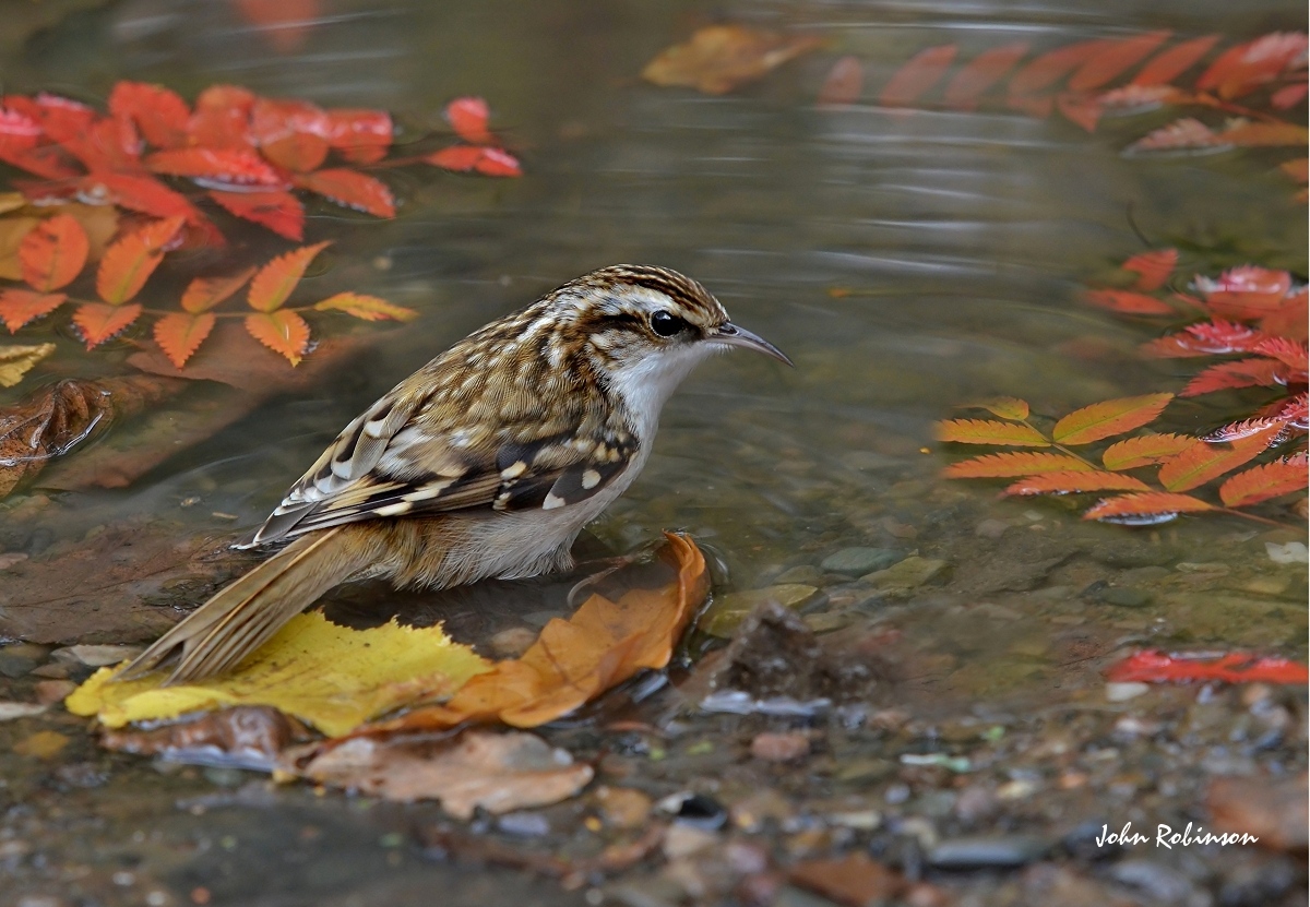 Tree Creeper