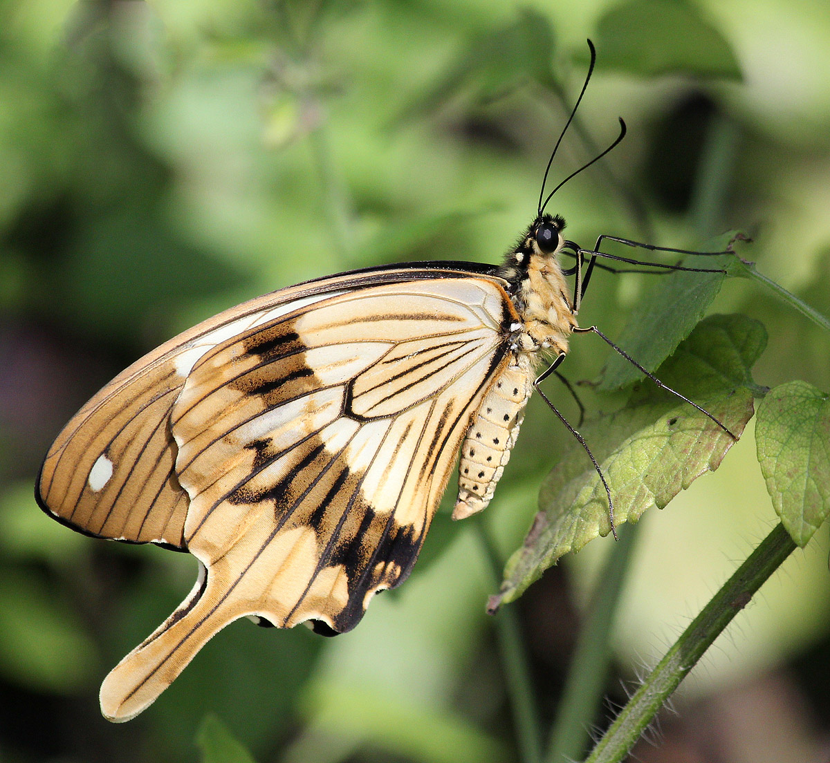Mocker Swallowtail
