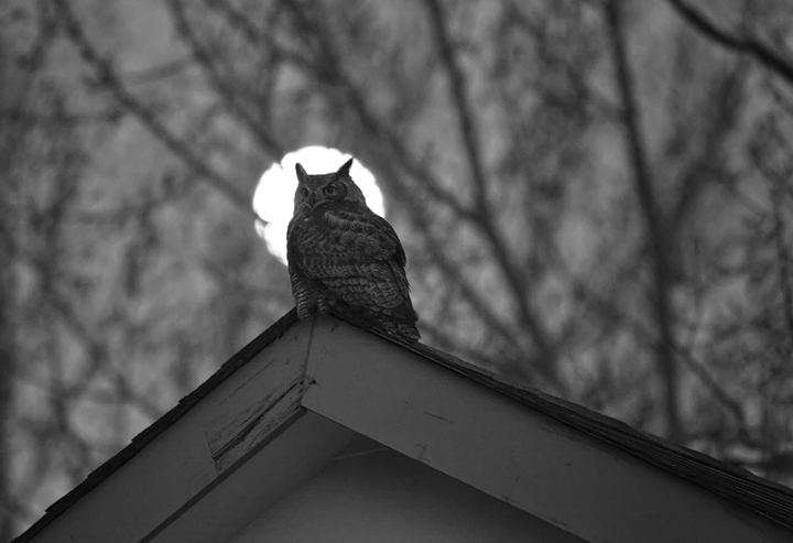 The visitor