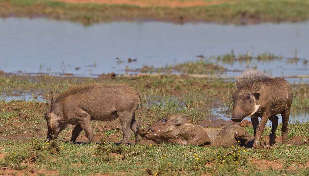 Three Little Piggies