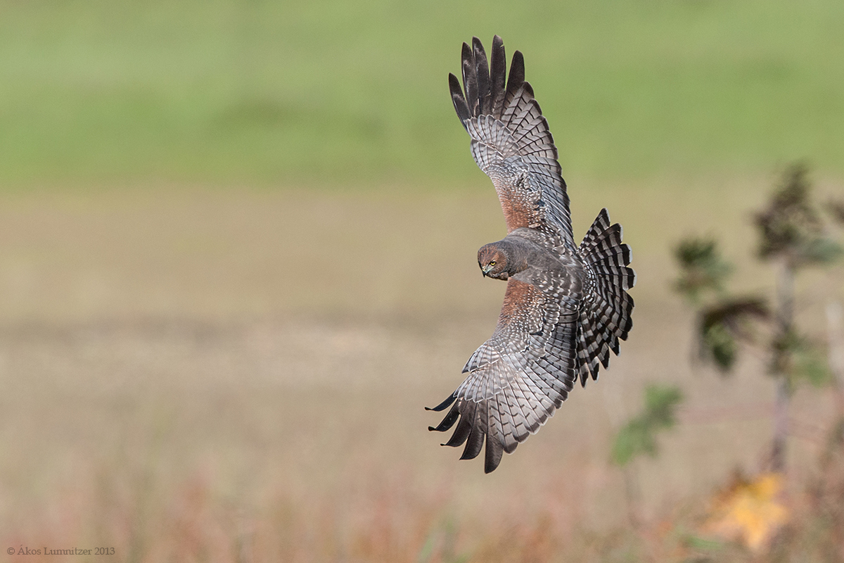 Spotted Harrier