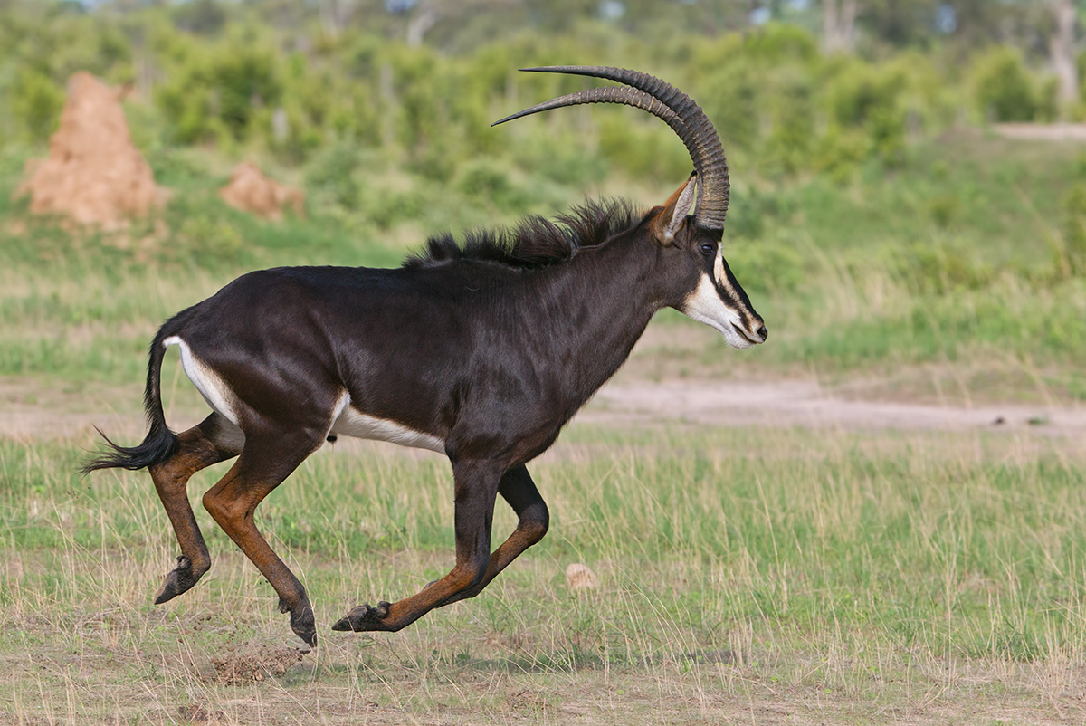 Running Sable