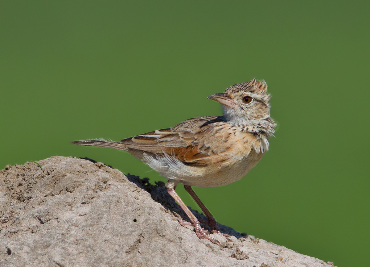 Rufous Naped Lark