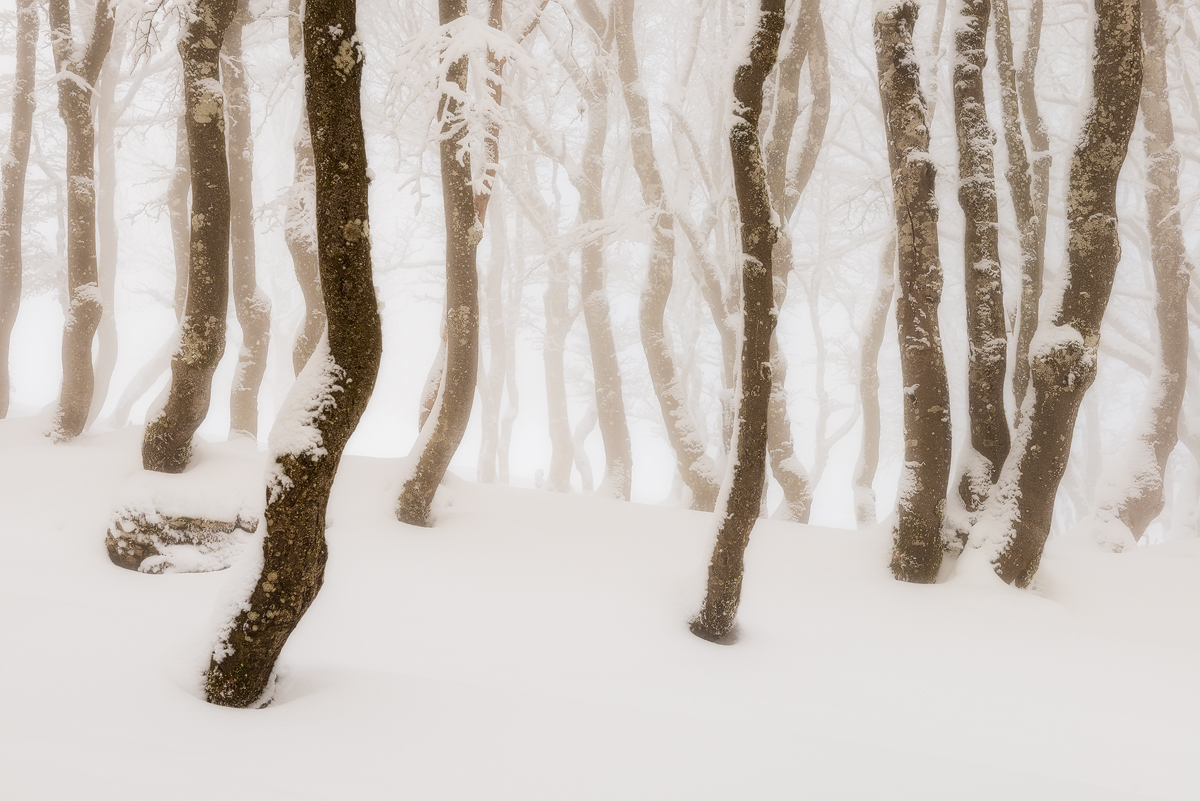 Woodland Solitude