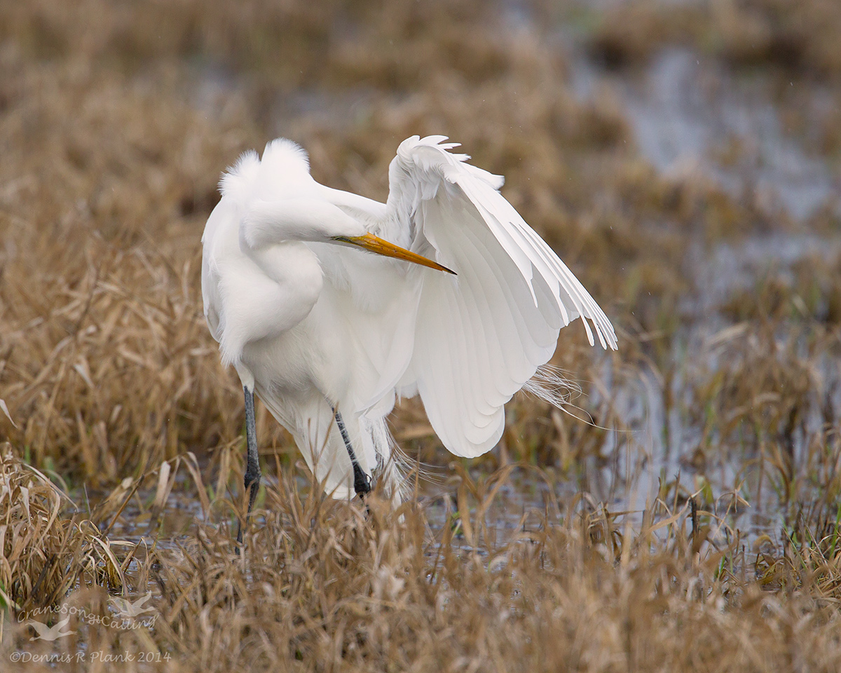 Great Egret Matador