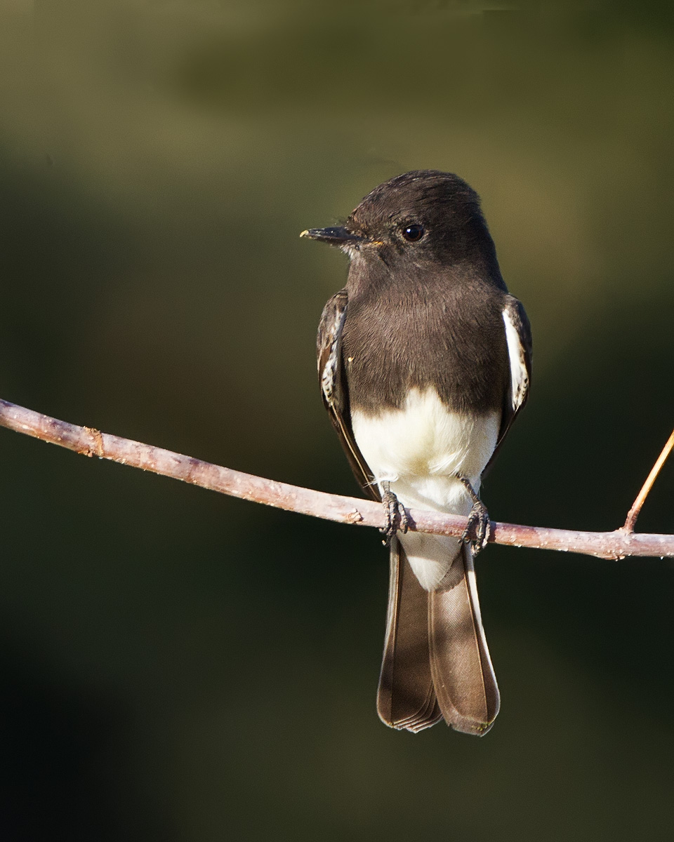 Black Phoebe