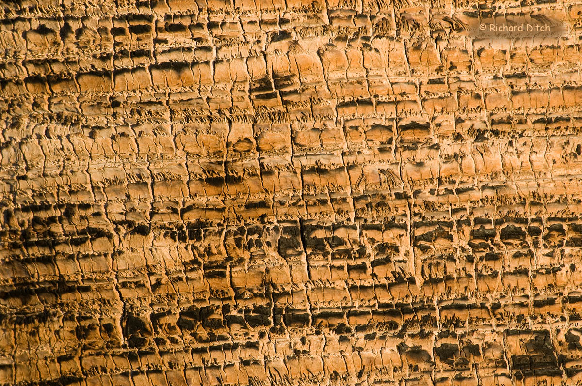 Palm Tree Bark