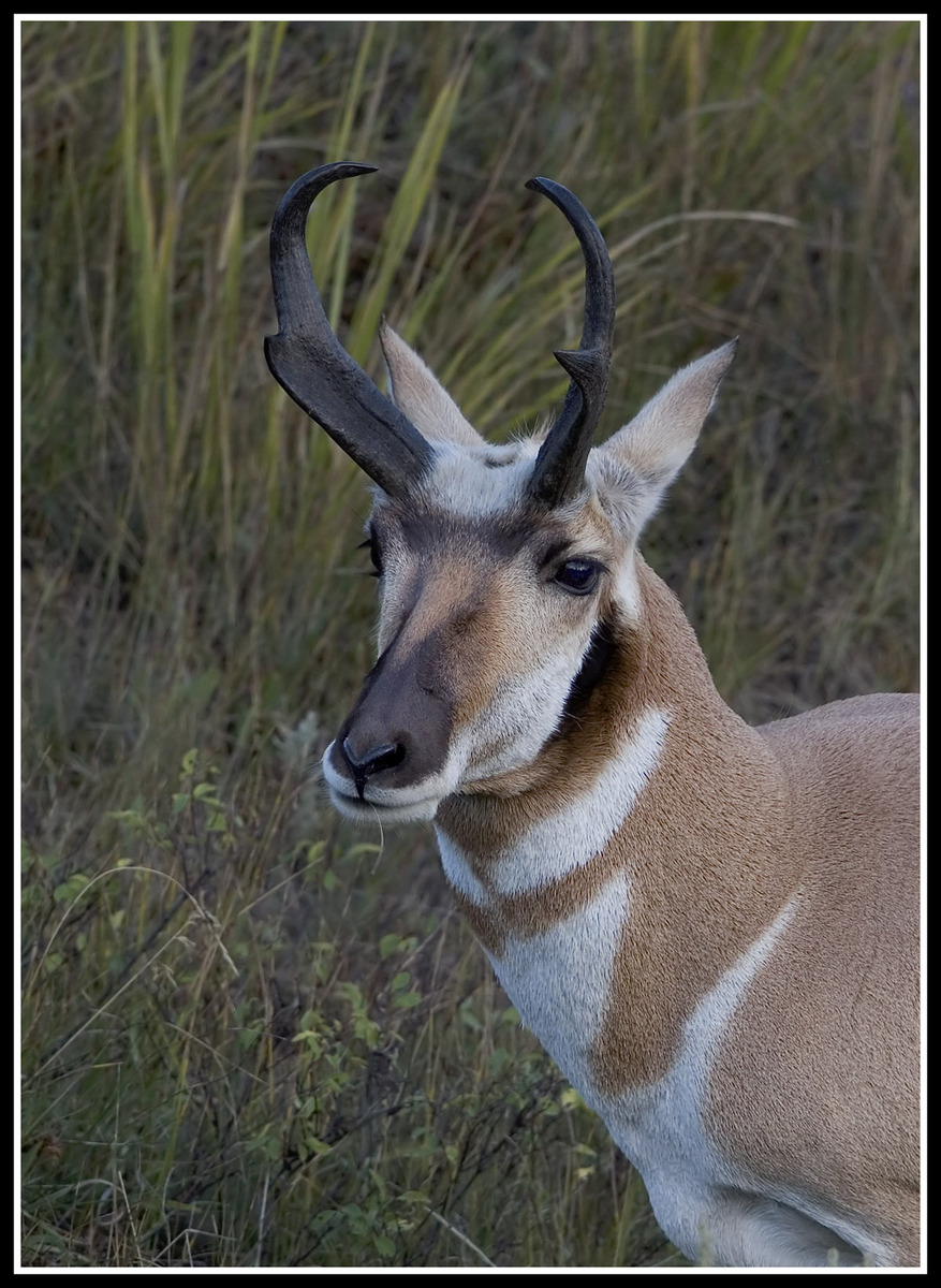 Antelope Portrait