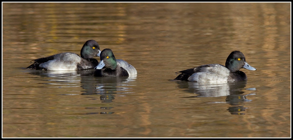 Lesser Scaup Trio
