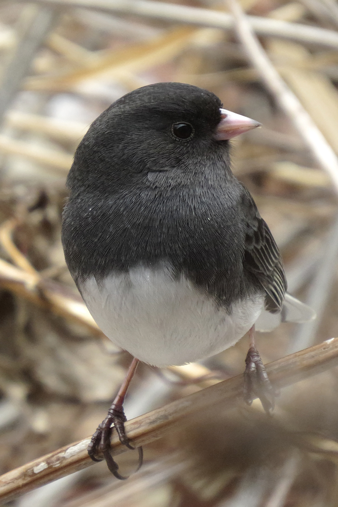 Junco 
