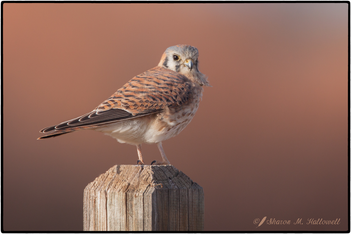 One More Am. Kestrel
