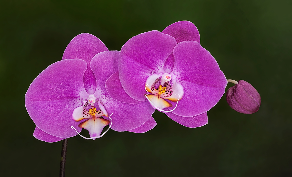 Graceful Orchids