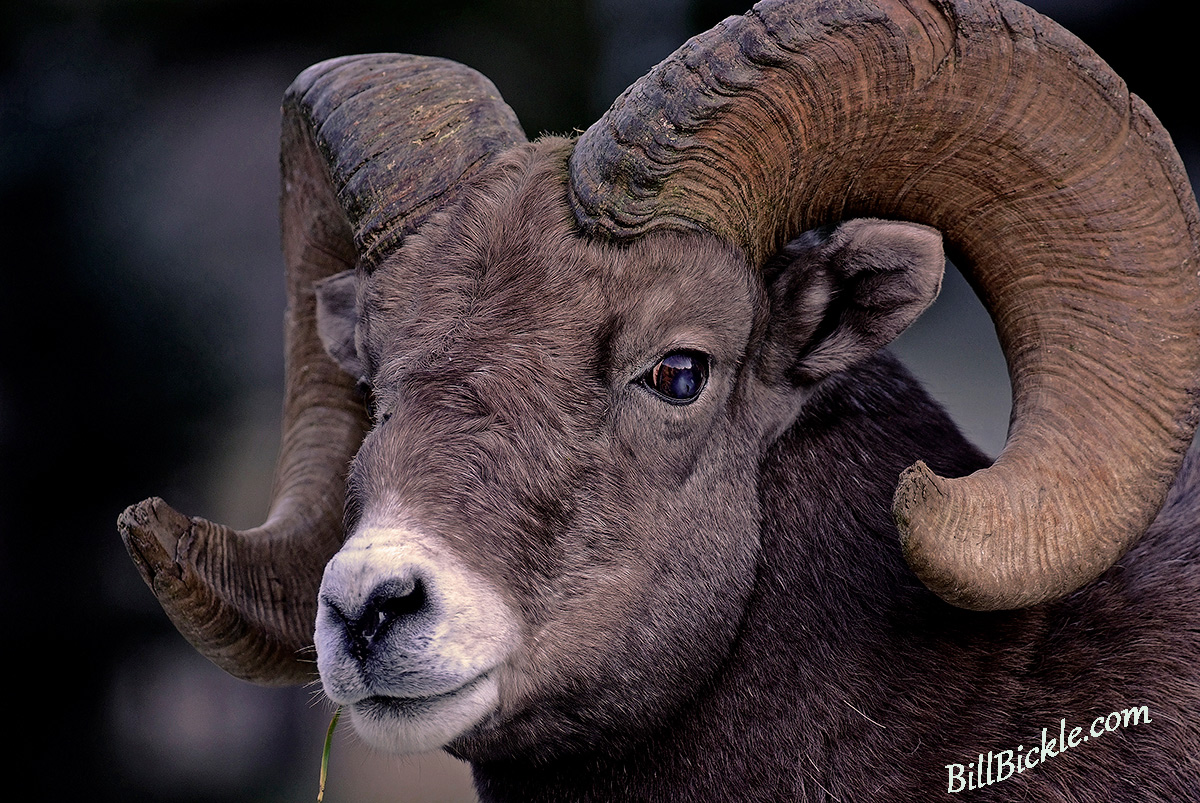 Big Horn  