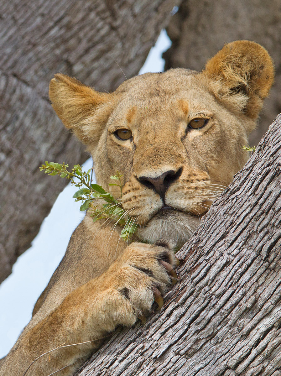 Young Lion in Tree