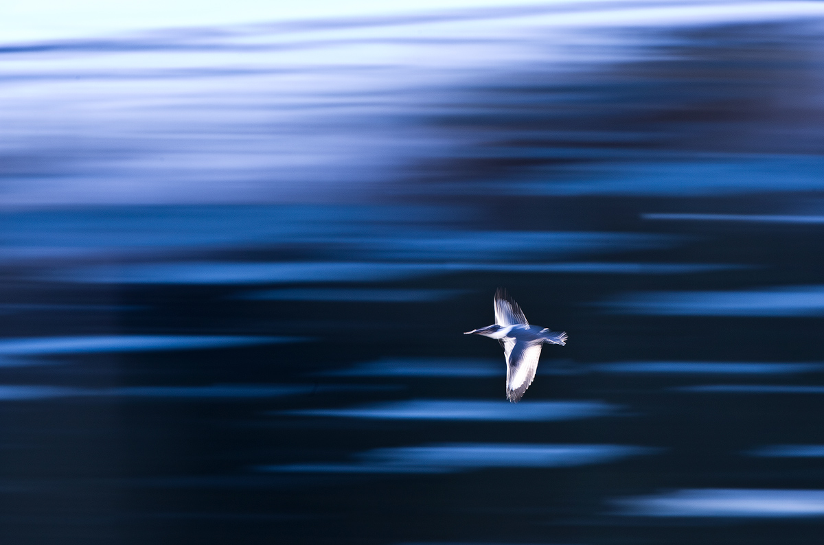 Kingfisher Flight