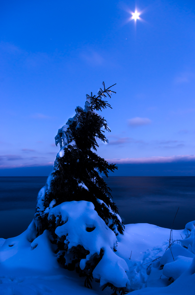 Repost: Ice-Covered Pine Tree
