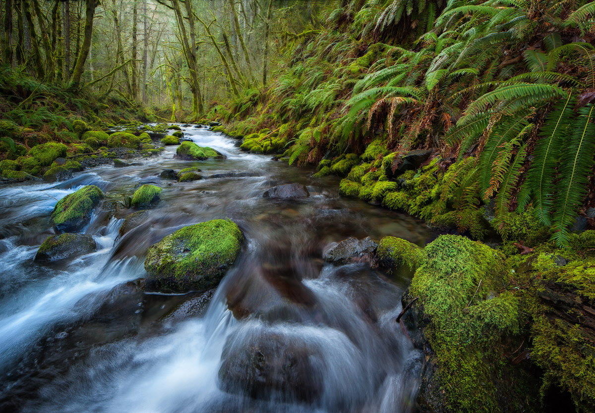 Gorton Creek, Winter