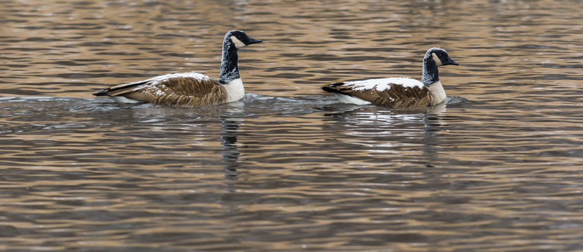 Repost: Snow-Topped Canada Geese