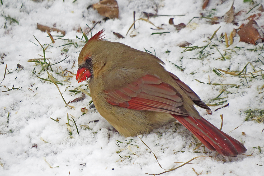 Cardinal in snow