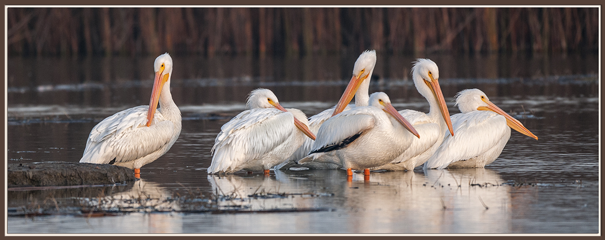 White Pelicans