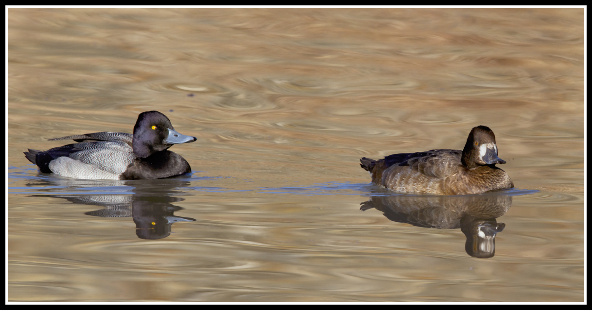 Lesser Scaup Pair