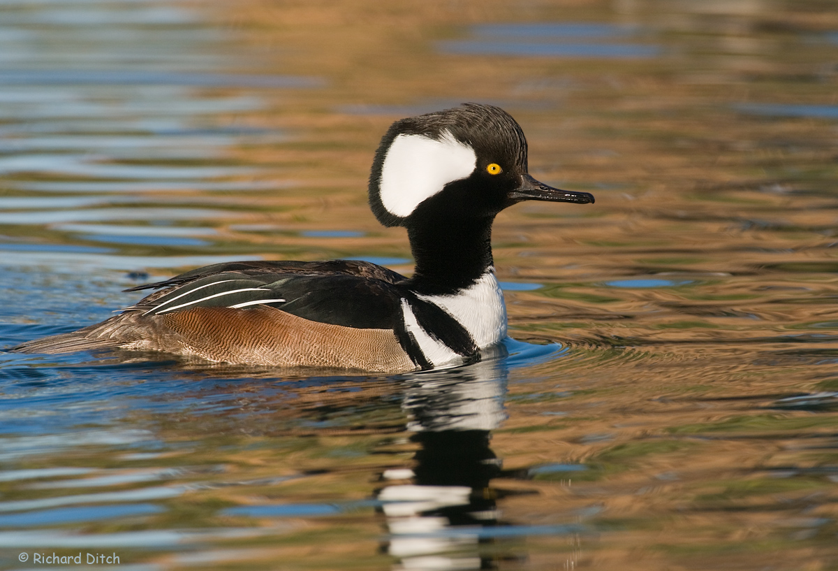 Hooded Merganser