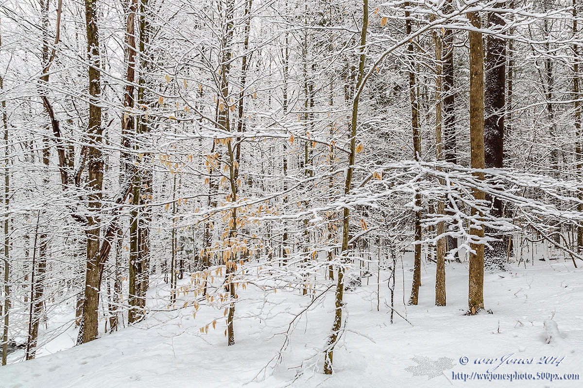 Woodland Lace