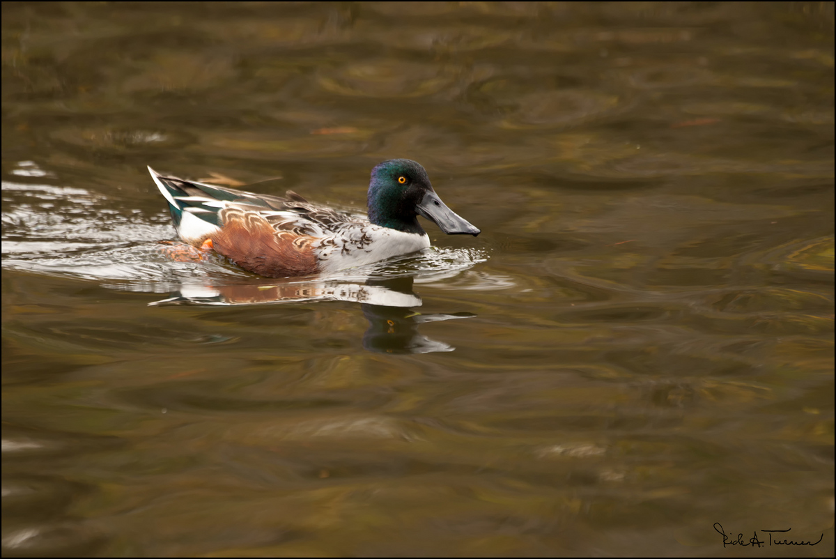 Northern Shoveler
