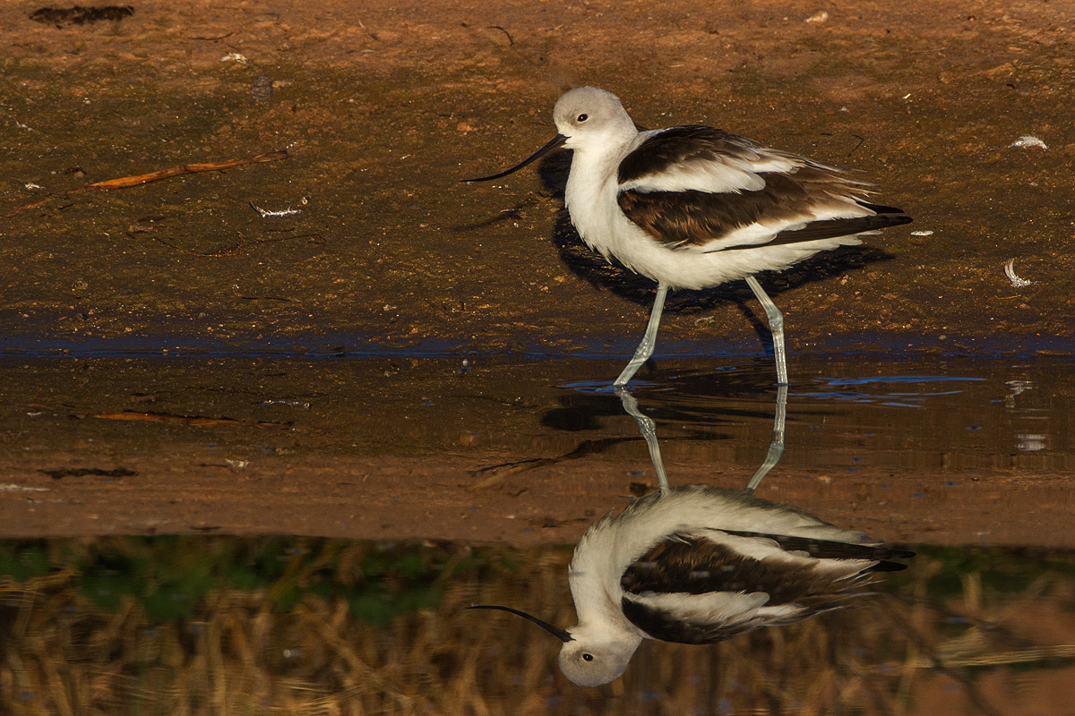 Avocet