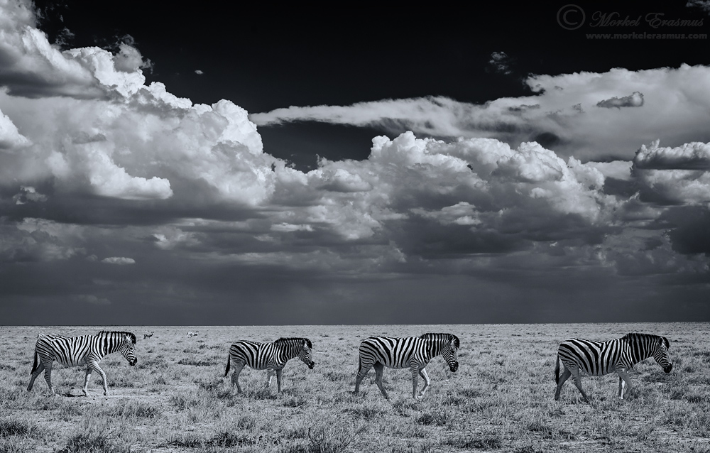 Striped Lineup