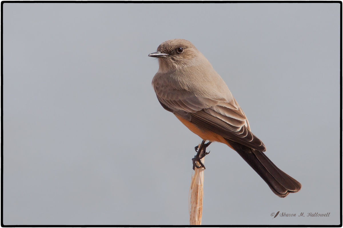 Say's Phoebe