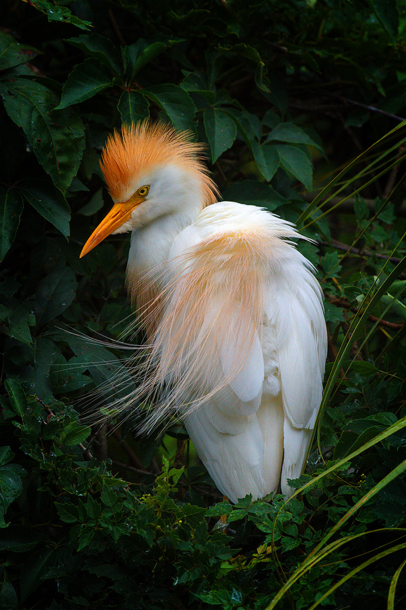 Cattle Egret