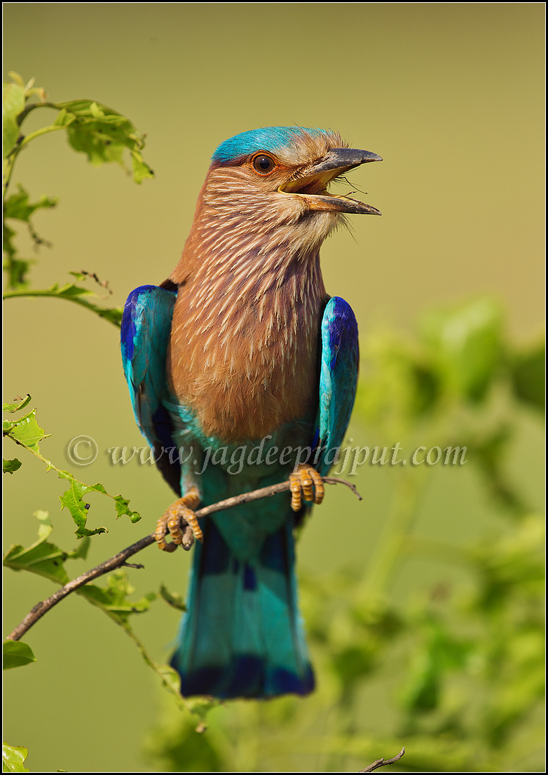 Indian Roller