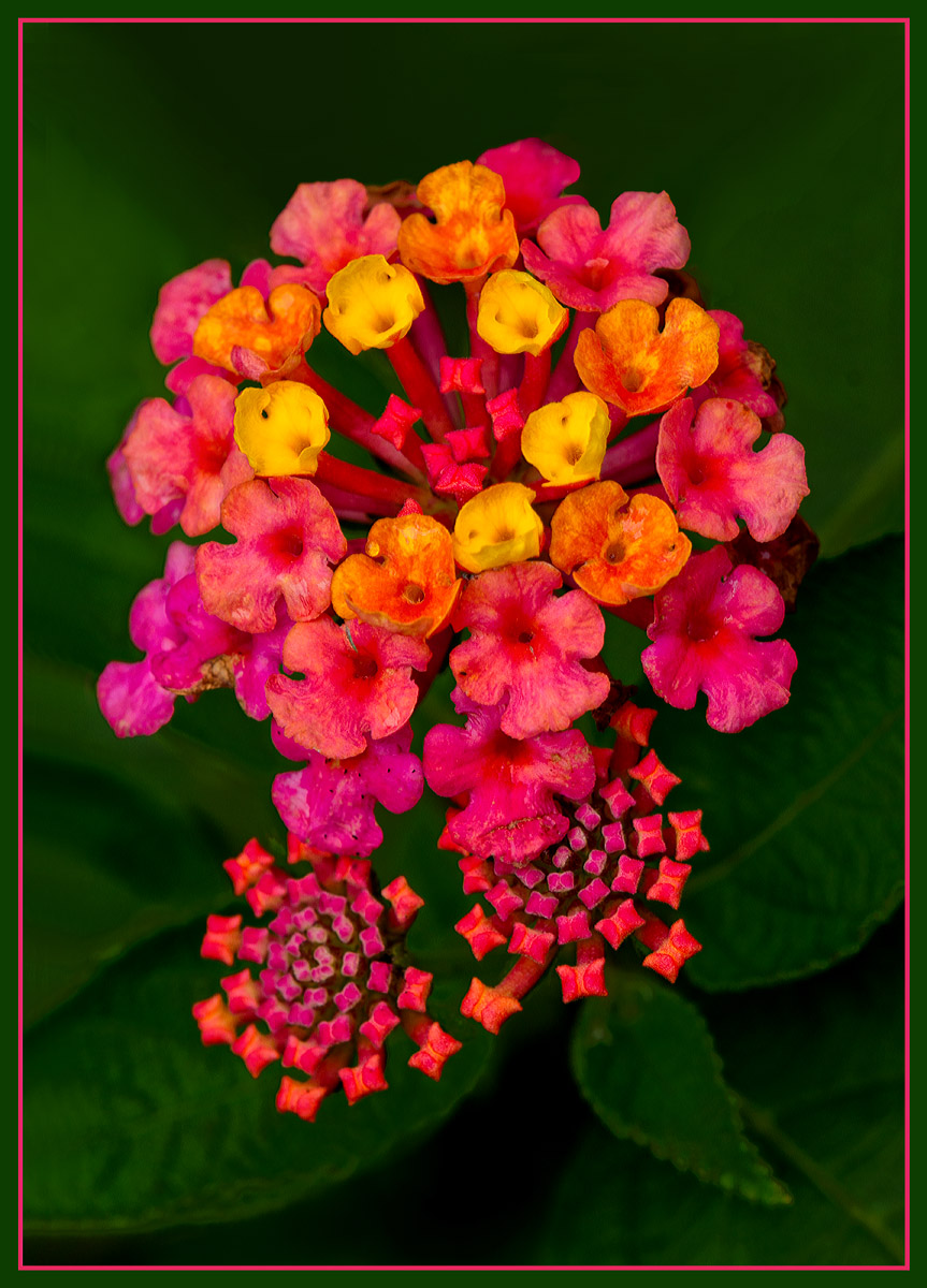 Colorful Lantana