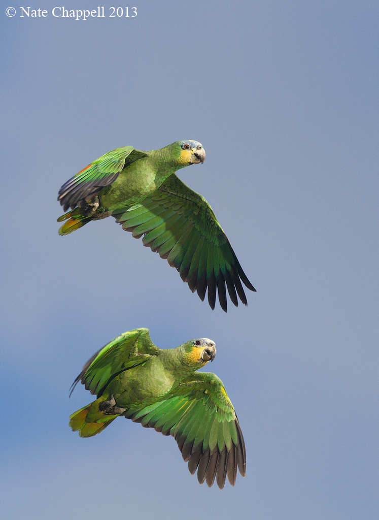 Orange-winged Amazons