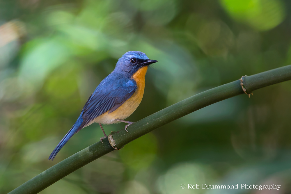 Hill Blue Flycatcher