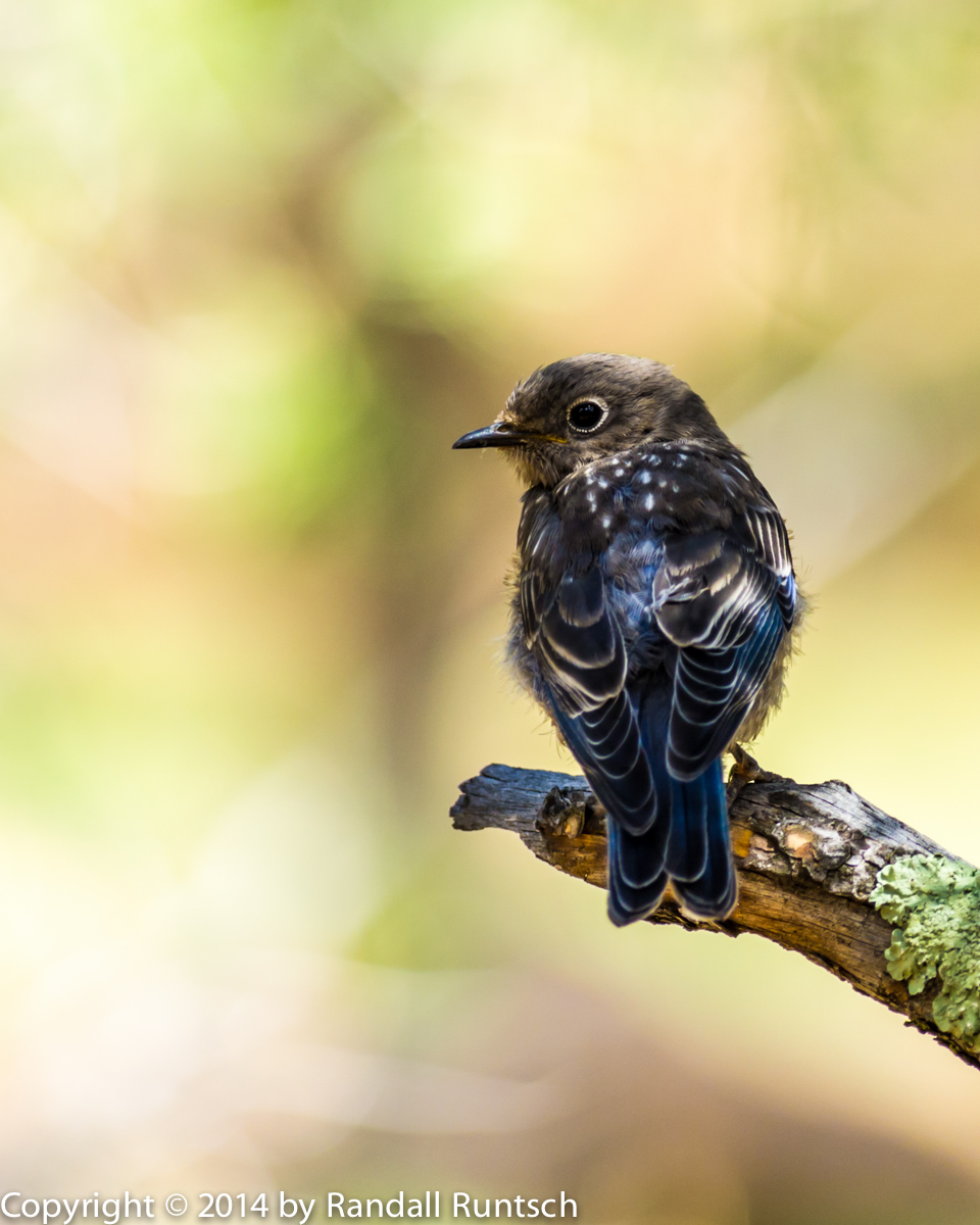 Repost: Juvenile Western Bluebird