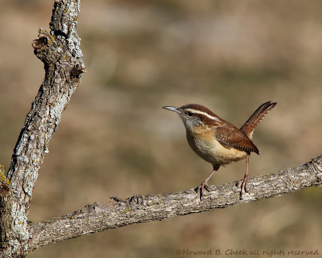 Carolina Wren