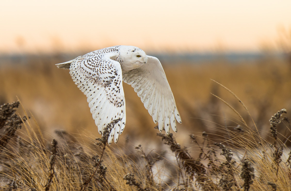 Snowy Owl