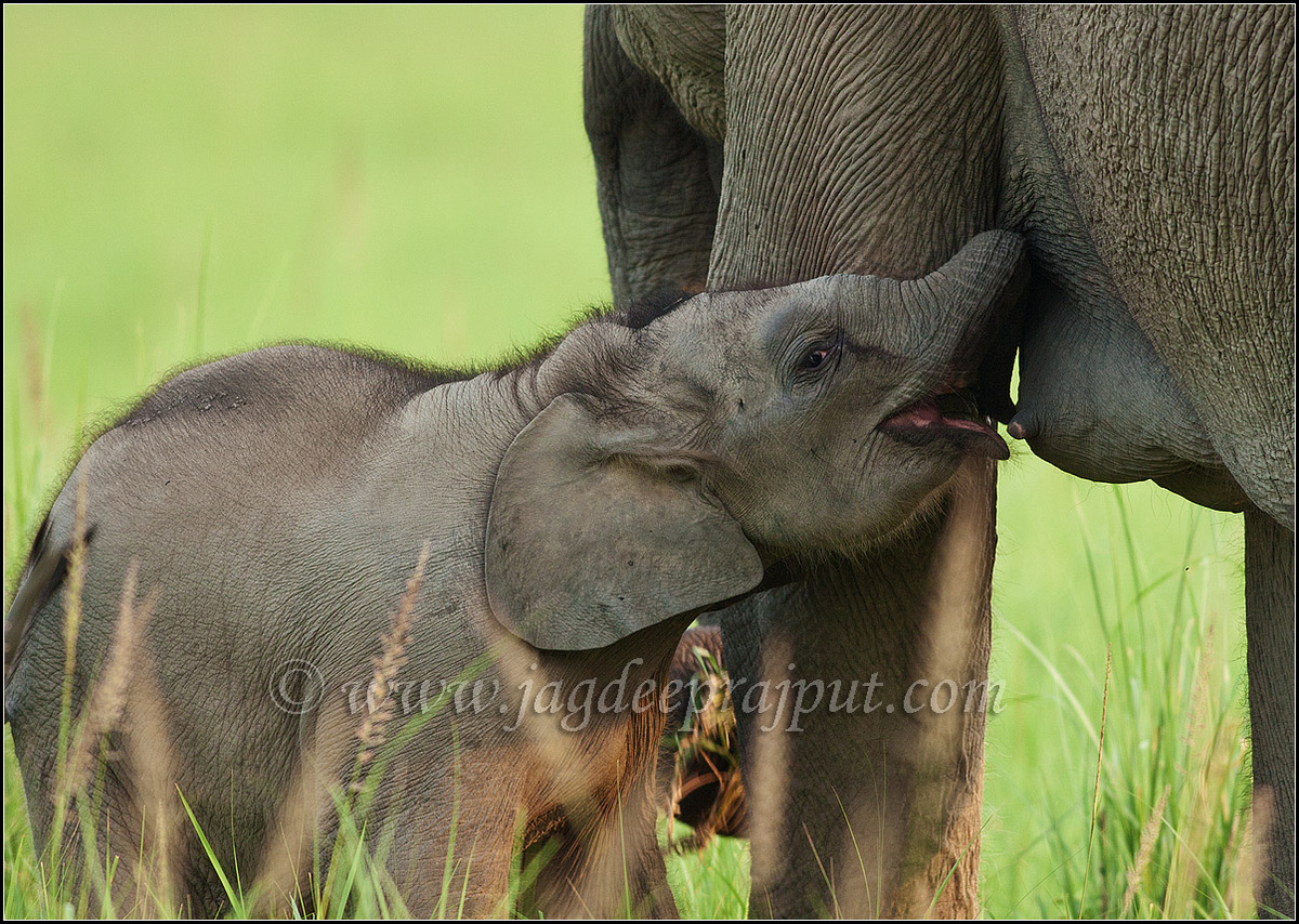 Elephant calf