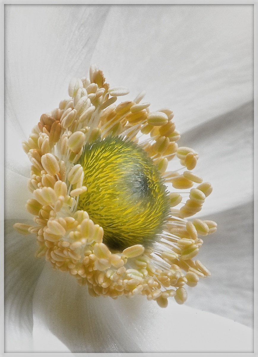 Crown of Anthers