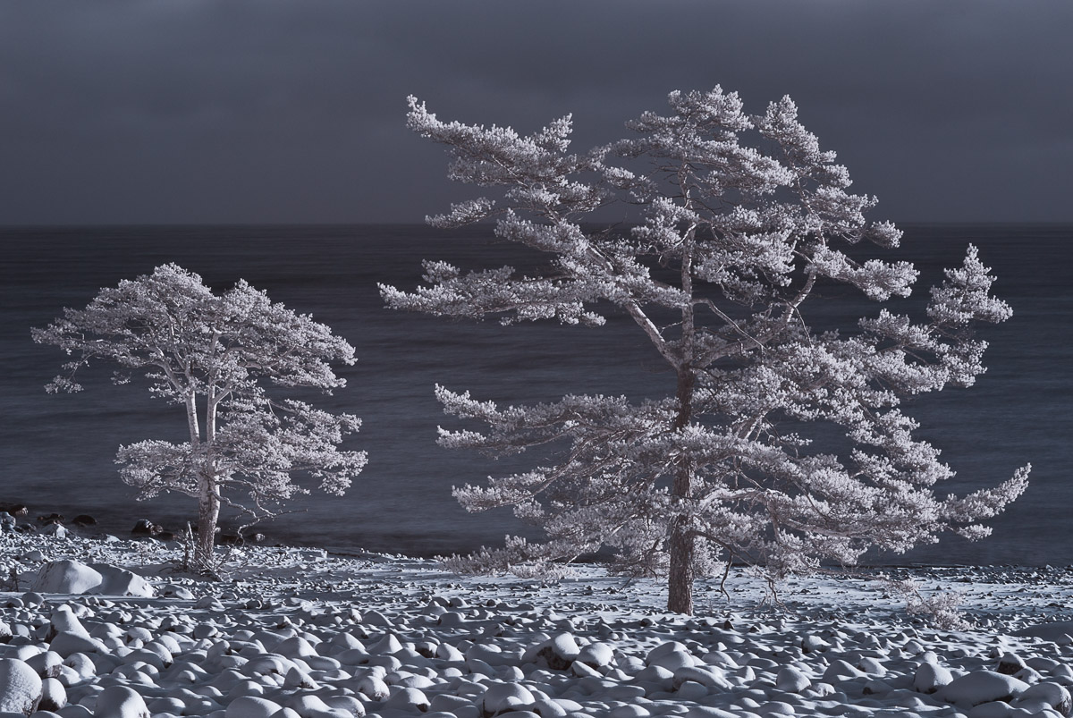 Infrared trees