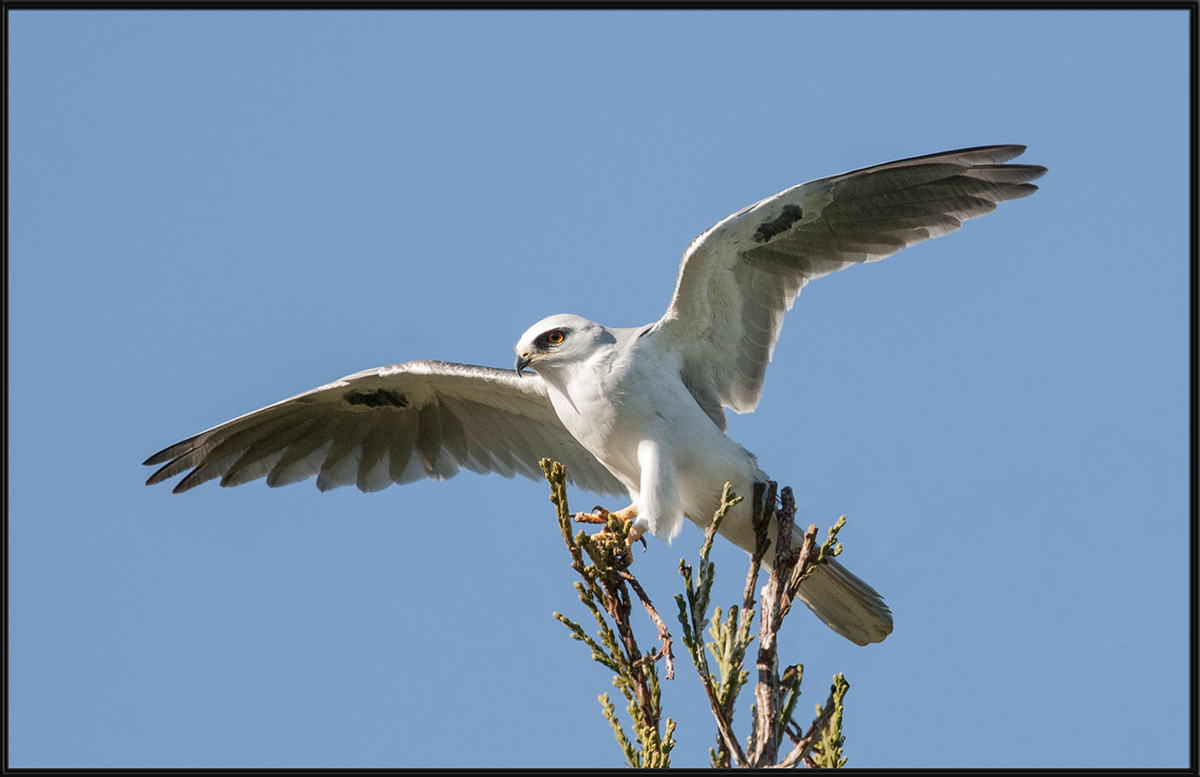 White-Tailed Kite