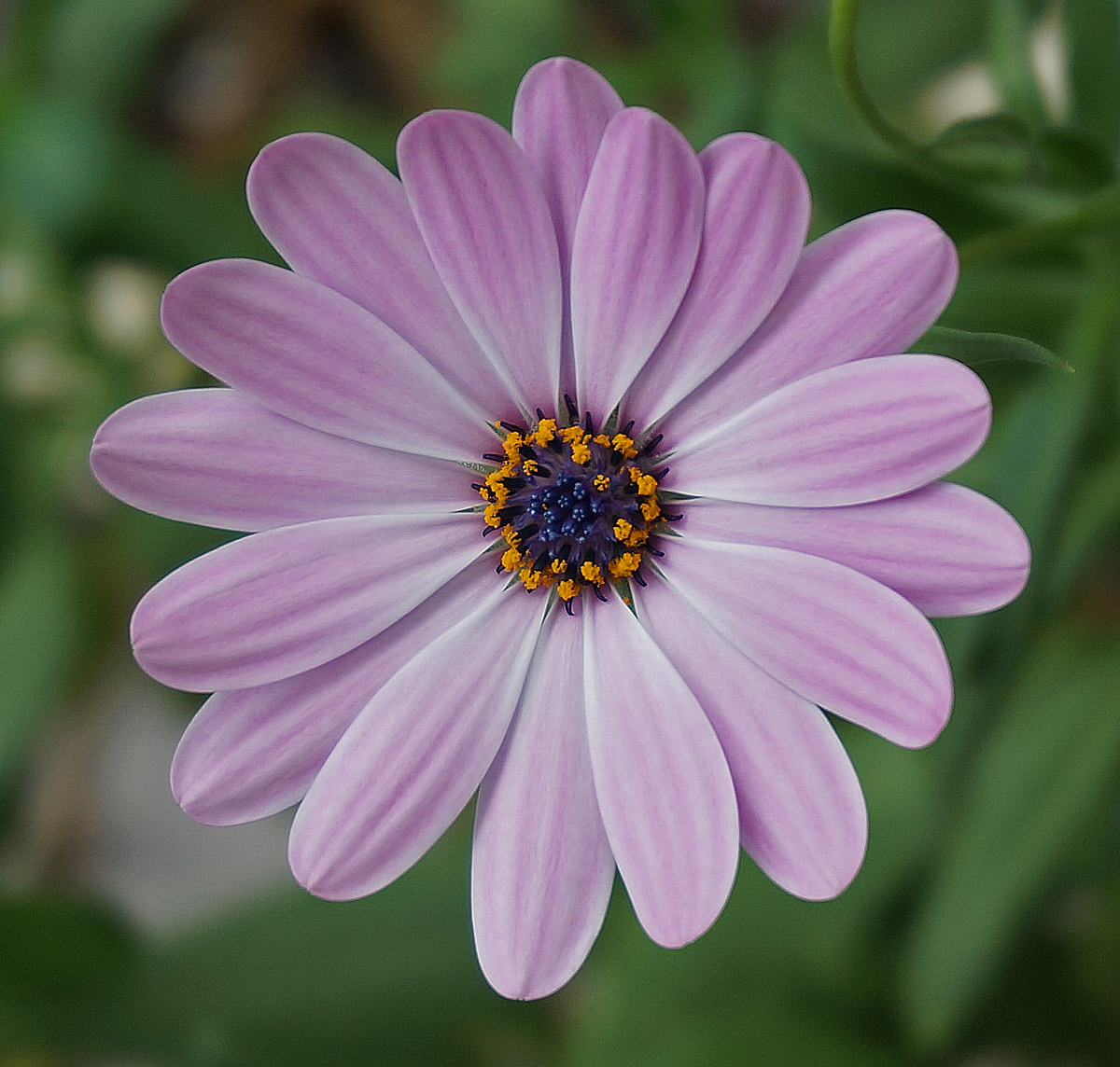 Winter Beauty WC 618